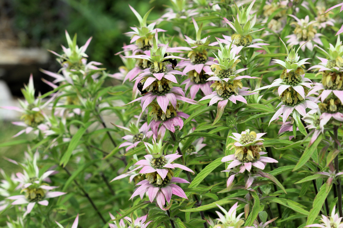 100 SPOTTED BEE BALM Monarda Punctata Flower Herb Horesemint Dotted Mint Seeds