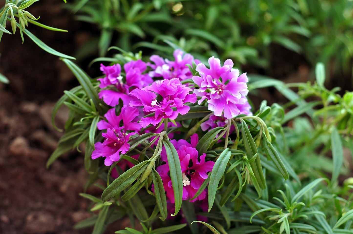 500 MIXED ELEGANT CLARKIA Mountain Garland Elegans Pink Purple Red Mix Flower Seeds