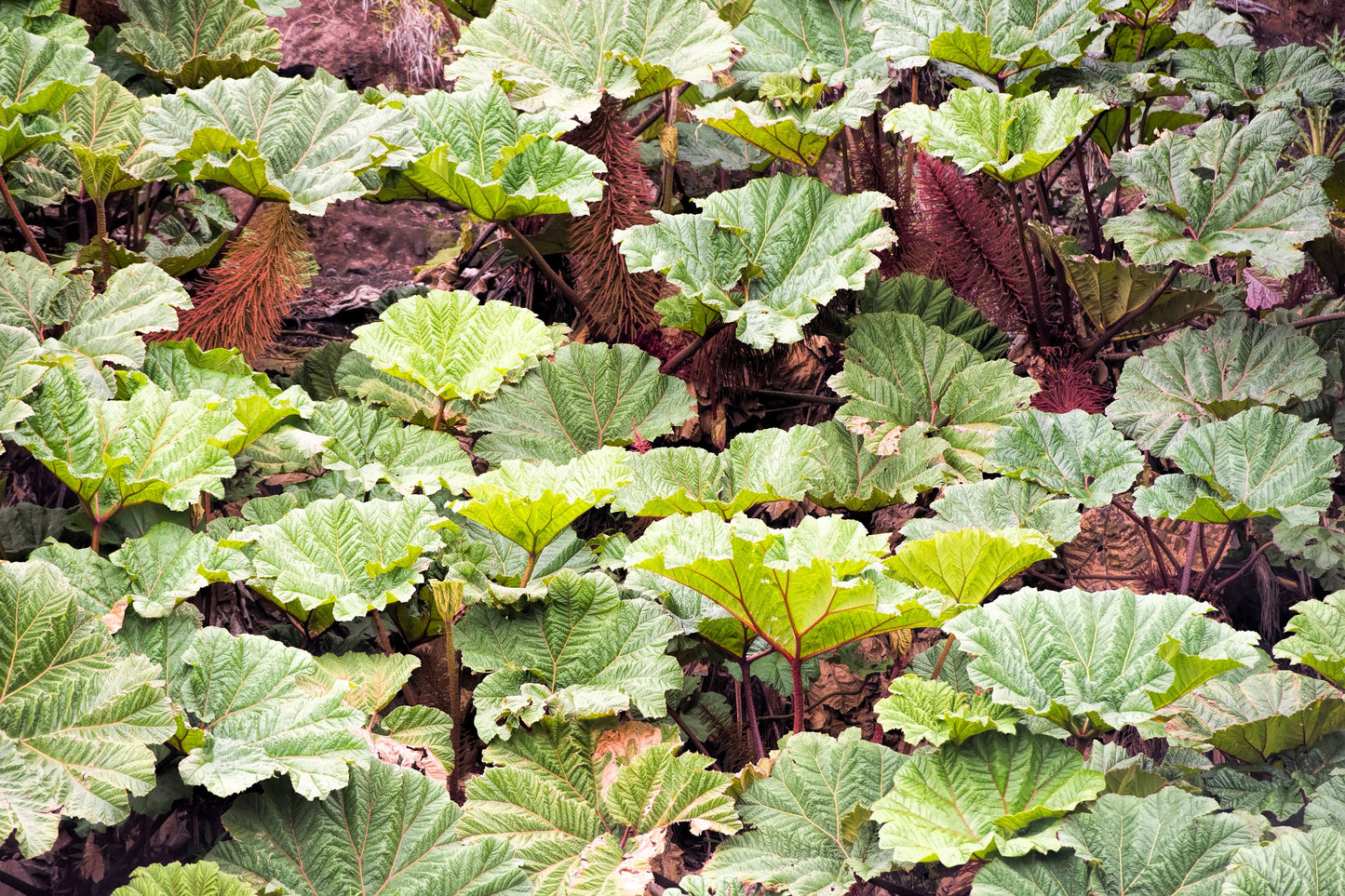 10 GUNNERA INSIGNIS Giant Rhubarb (Leaves up to 6' Wide, Red Flower Spikes to 3') Dinosaur Plant Seeds