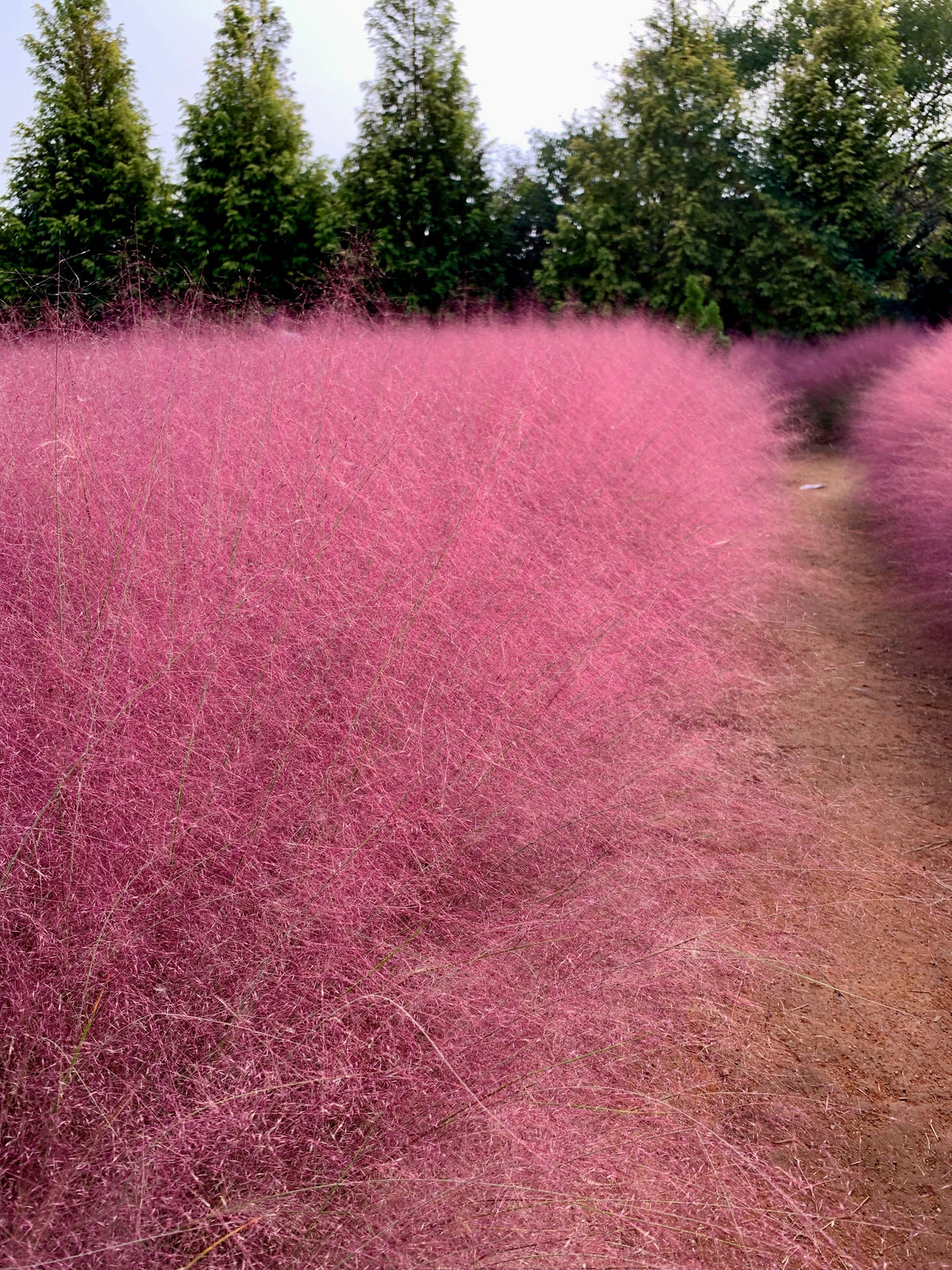50 Graines Muhlenbergia Capillaris - Pink Muhly Grass - Herbe Rose Ornementale