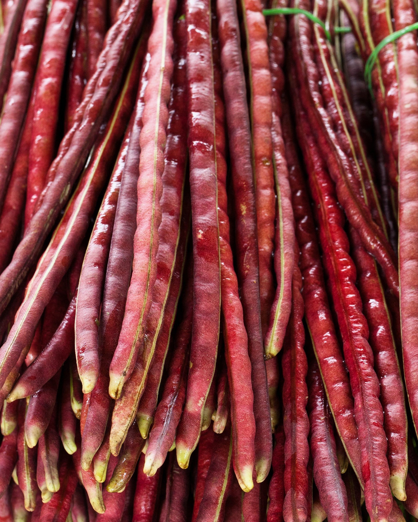 25 RED NOODLE BEAN Yard Long Asparagus Bean Chinese Phaseolus Vulgaris Legume Vegetable Seeds