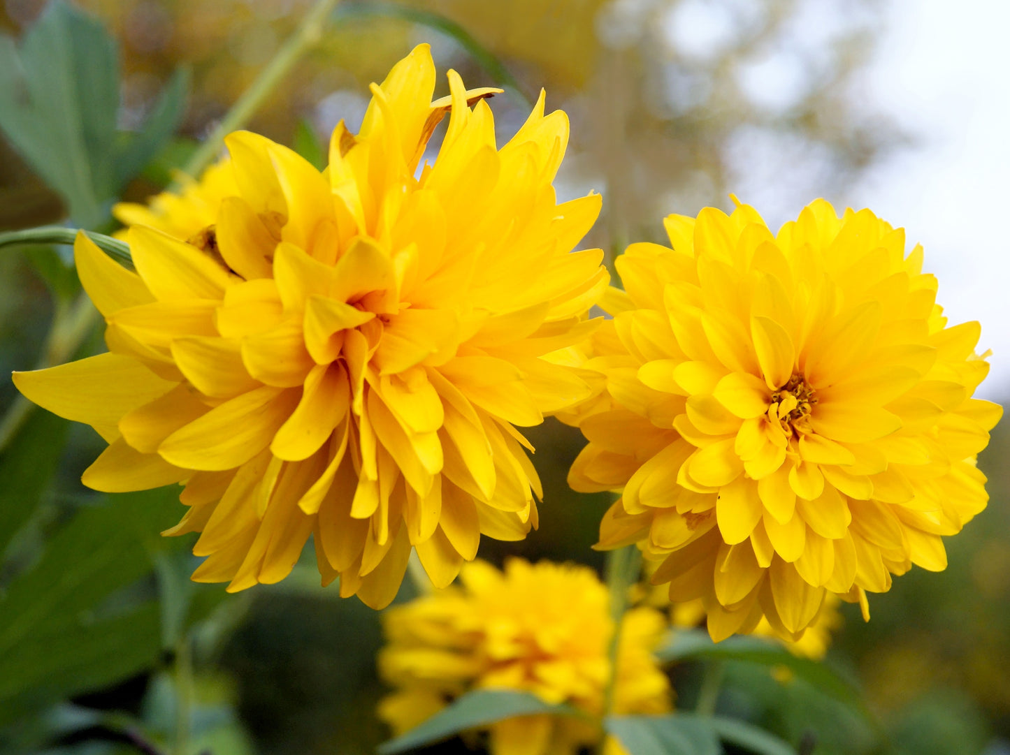 50 SUMMER SUN SUNDROPS Yellow Heliopsis Scabra False Sunflower Flower Seeds