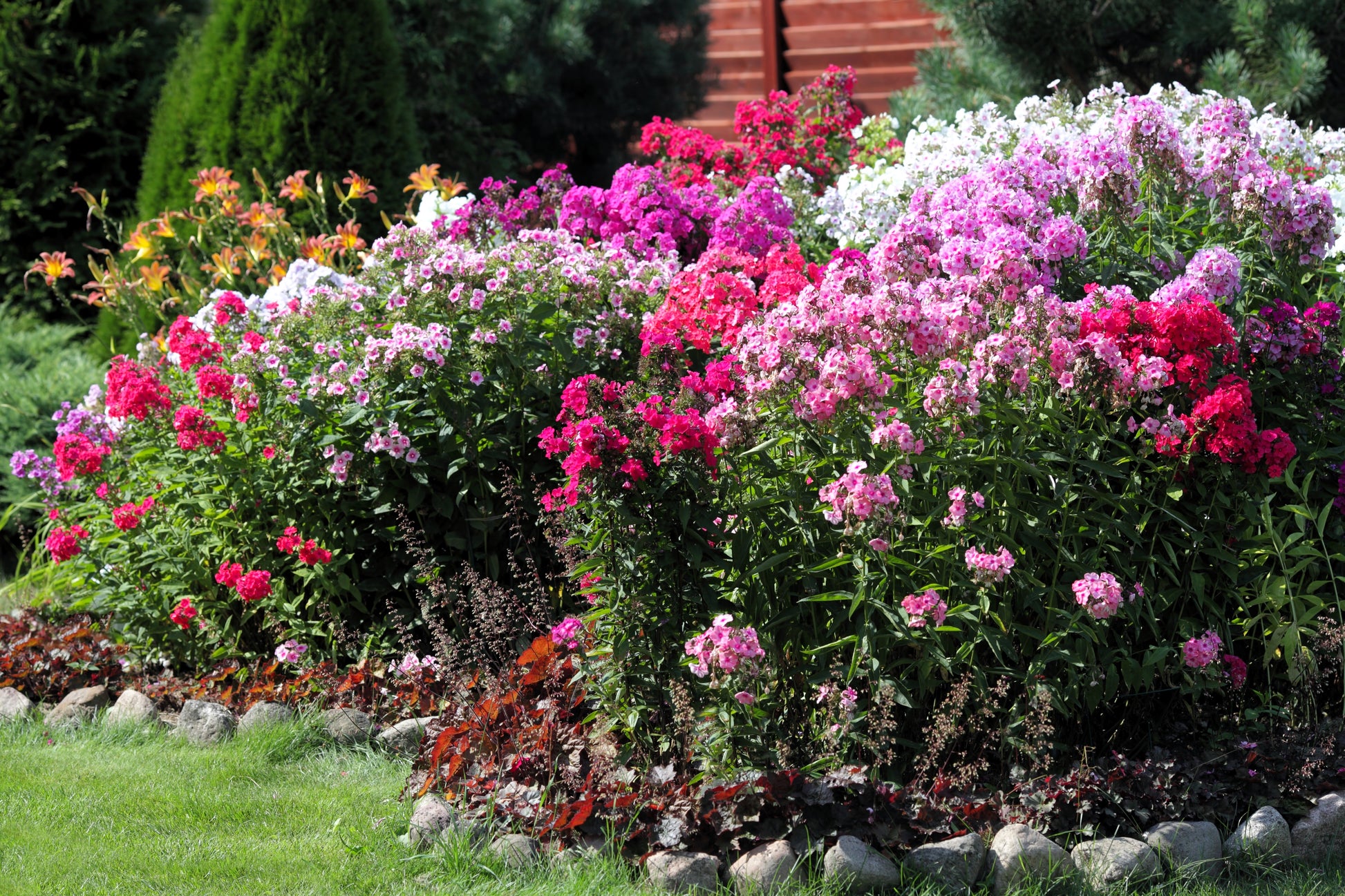tall garden phlox seeds 10 TALL GARDEN PHLOX Paniculata Mixed Colors 'New Hybrids Mix' Flower Seeds