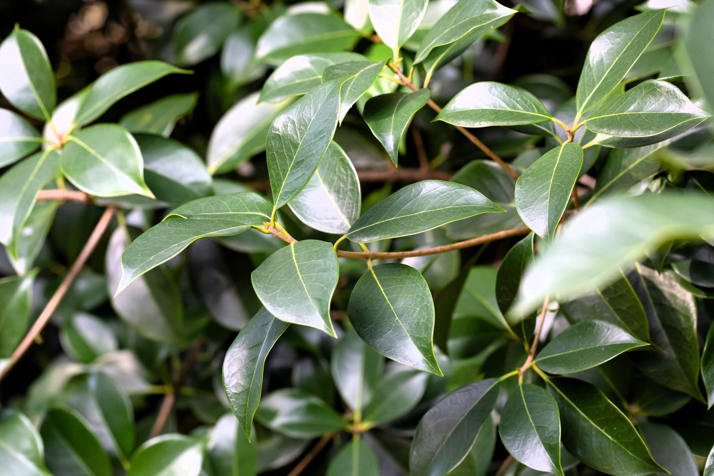 5 CAMPHOR TREE Laurel Cinnamomum Camphora Camphorwood White Flower Black Seeds