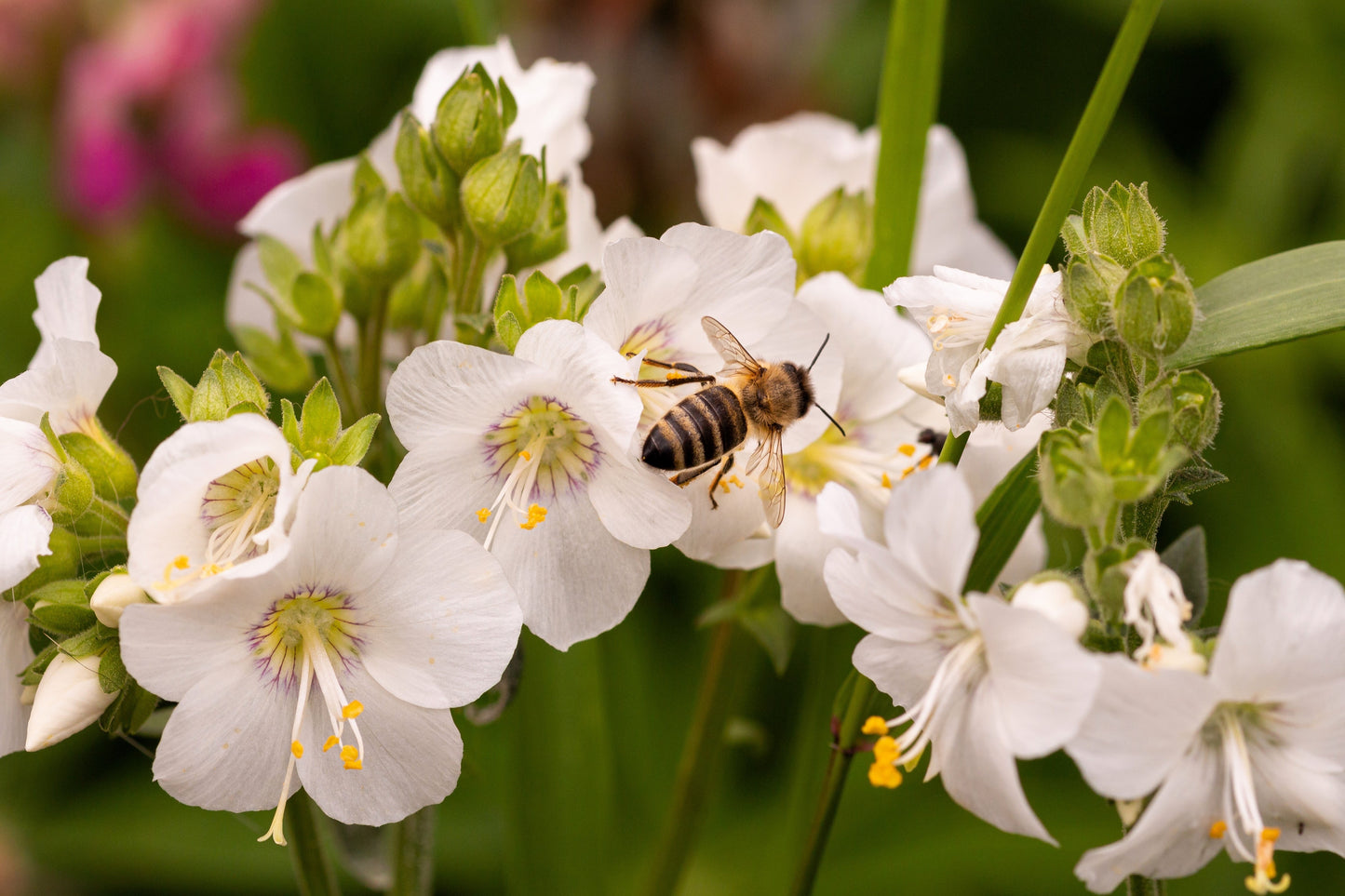 50 WHITE Polemonium Caeruleum JACOB'S LADDER Flower Seeds