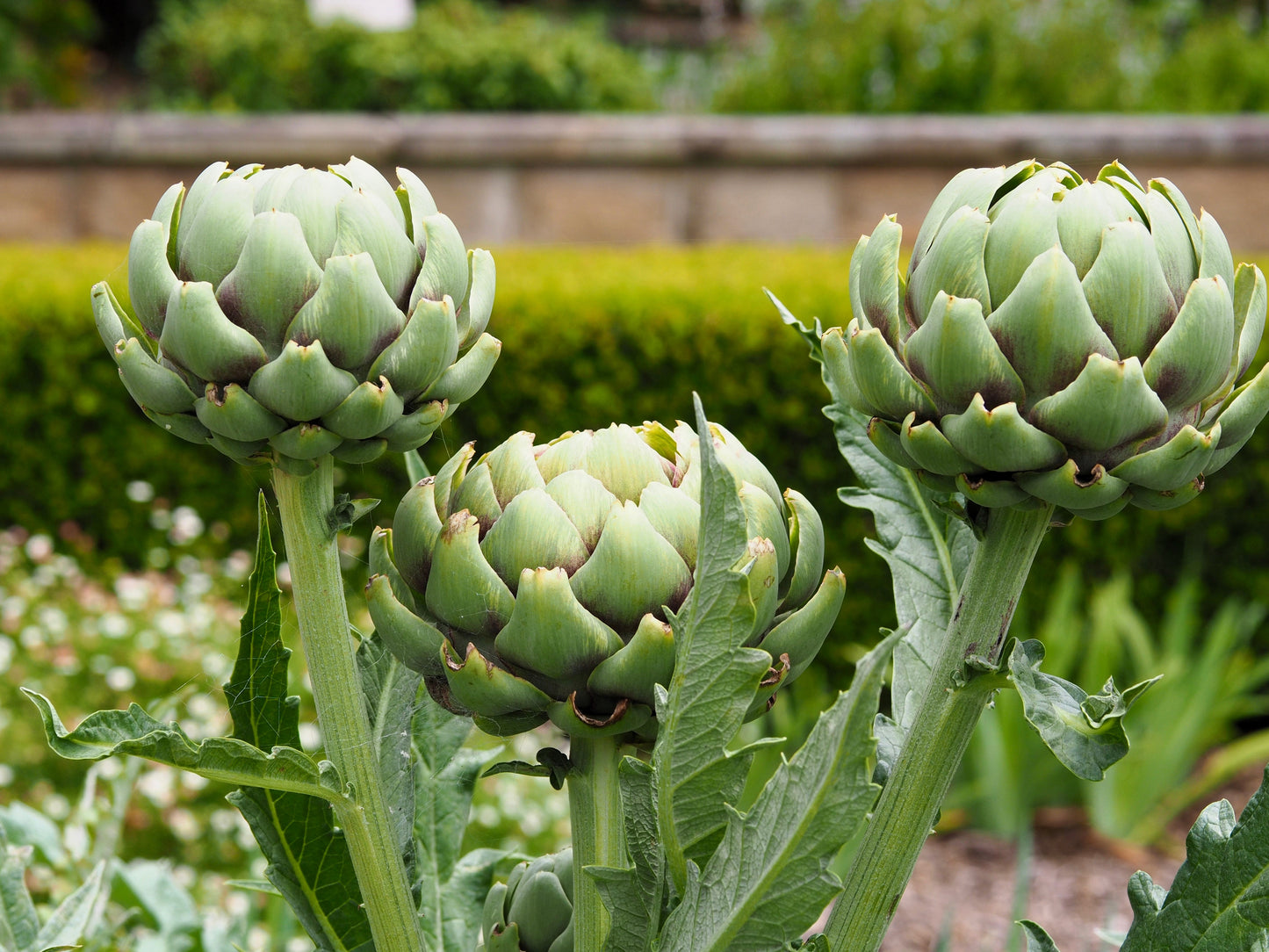 75 GREEN GLOBE ARTICHOKE Cynara Scolymus Vegetable Seeds