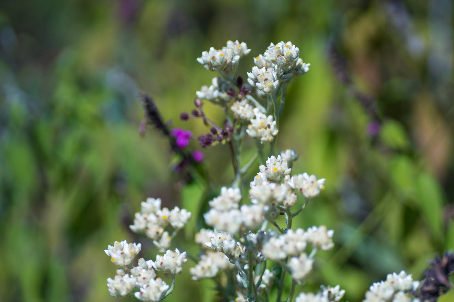100 White SWEET EVERLASTING Gnaphalium Obtusifolium Butterfly Flower Herb Seeds