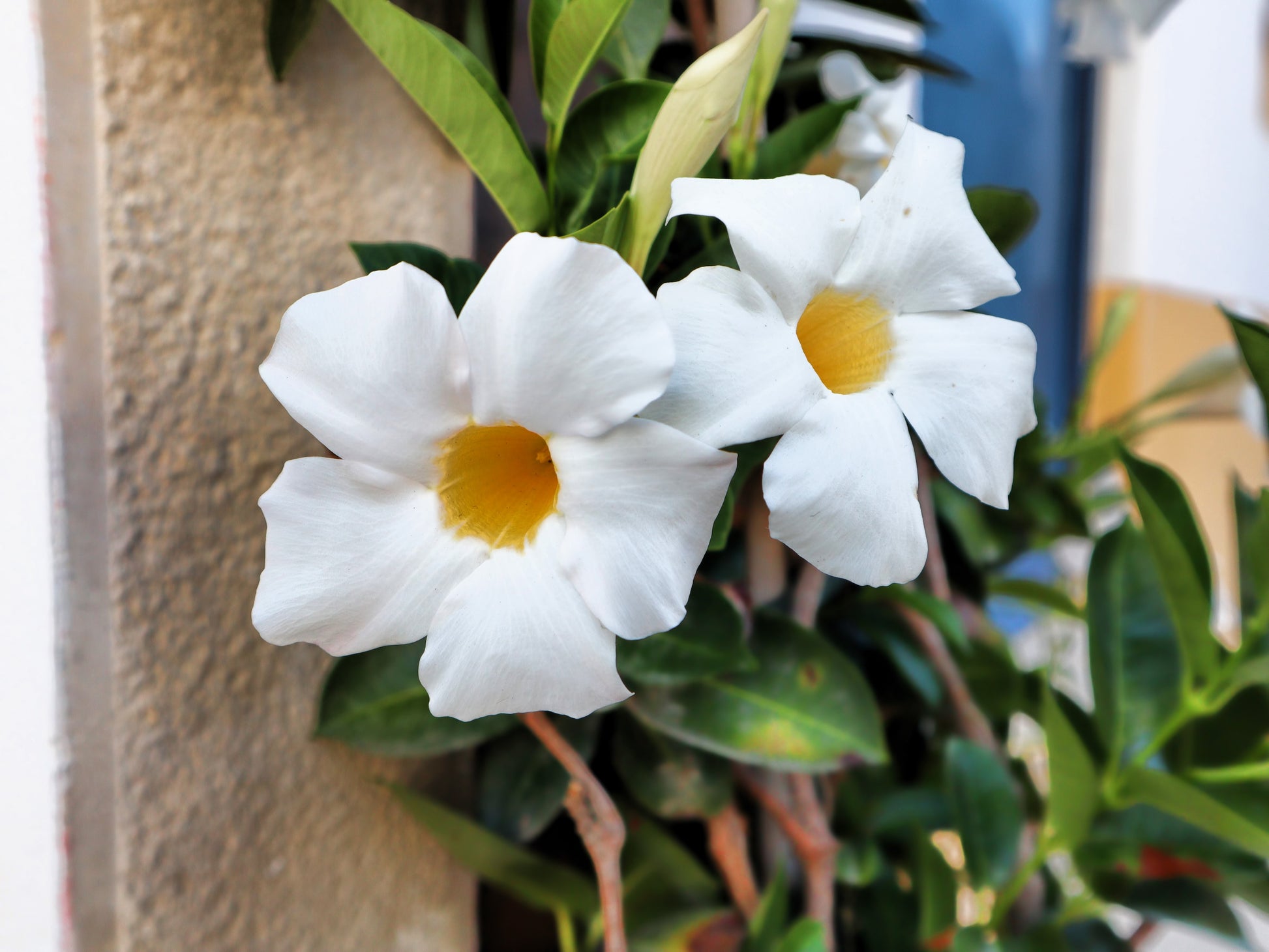 mandevilla plant seeds 5 CHILEAN JASMINE / MANDEVILLA Laxa White Fragrant Flower Vine Seeds