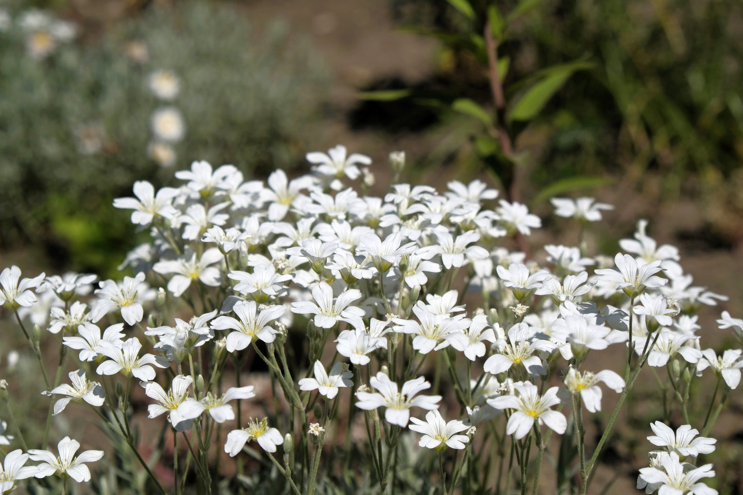 1500 SNOW IN SUMMER (Chickweed) Cerastium Biebersteinii Flower Seeds