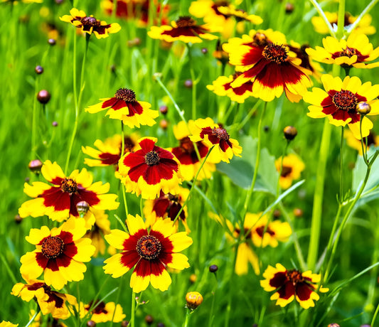 1000 PLAINS COREOPSIS (Golden Tickseed) Coreopsis Tinctoria Flower Seeds