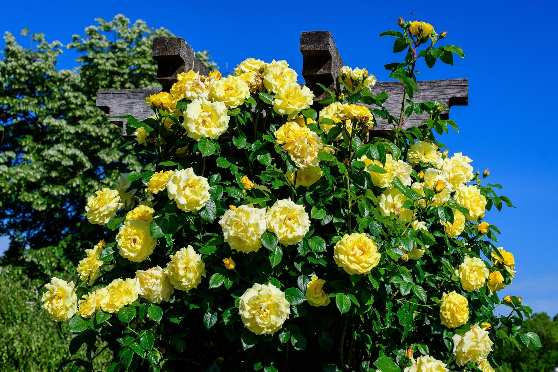 yellow rose seeds for sale 5 YELLOW ROSE Rosa Bush Shrub Perennial Flower Seeds