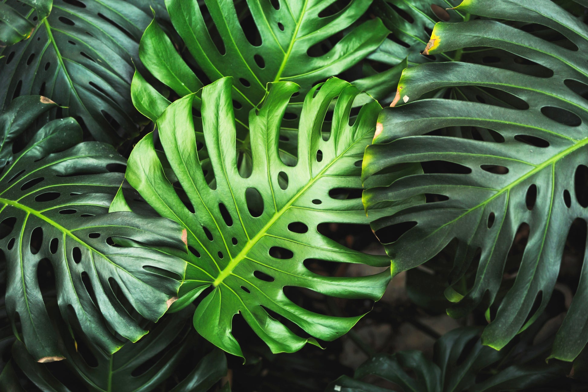 monstera plant ireland 5 Organic SPLIT LEAF PHILODENDRON Monstera Deliciosa Swiss Cheese Plan – Seedville USA