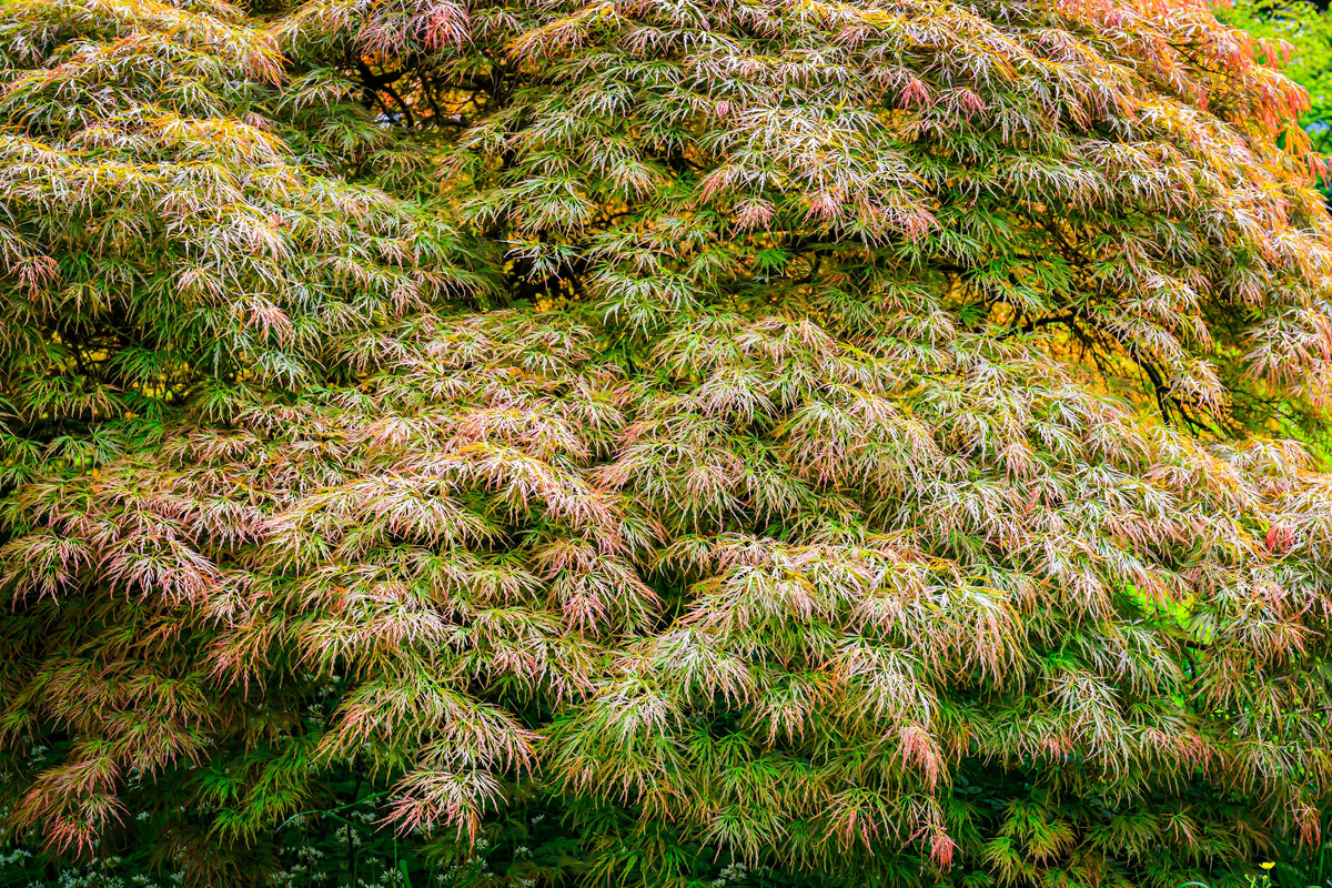 10 WEEPING LACELEAF MAPLE Japanese Acer Palmatum Dissectum Green Yello ...