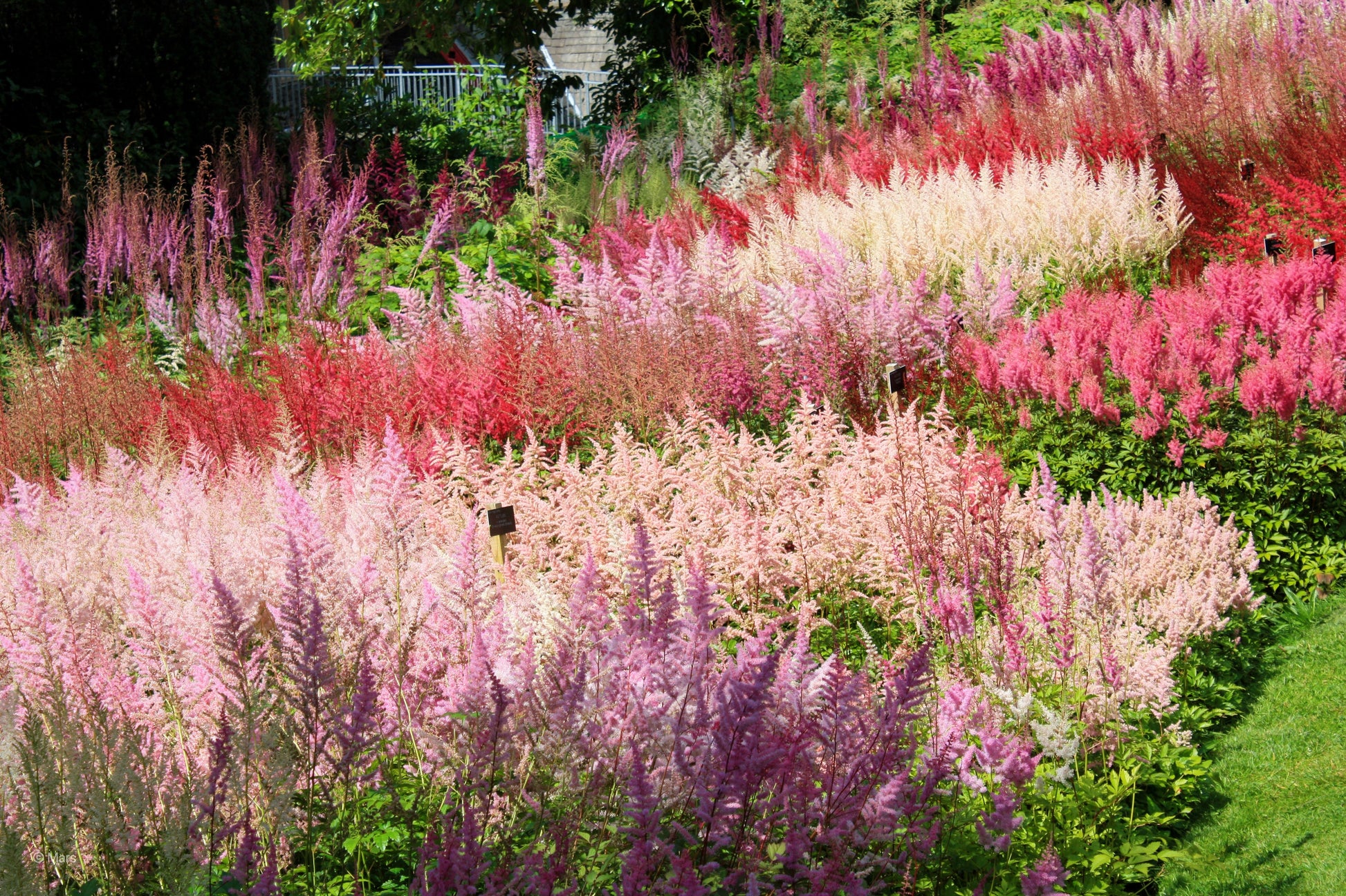 50 MIXED Colors ASTILBE BUNTER Astilbe Simplicifolia Shade Red White P –  Seedville USA