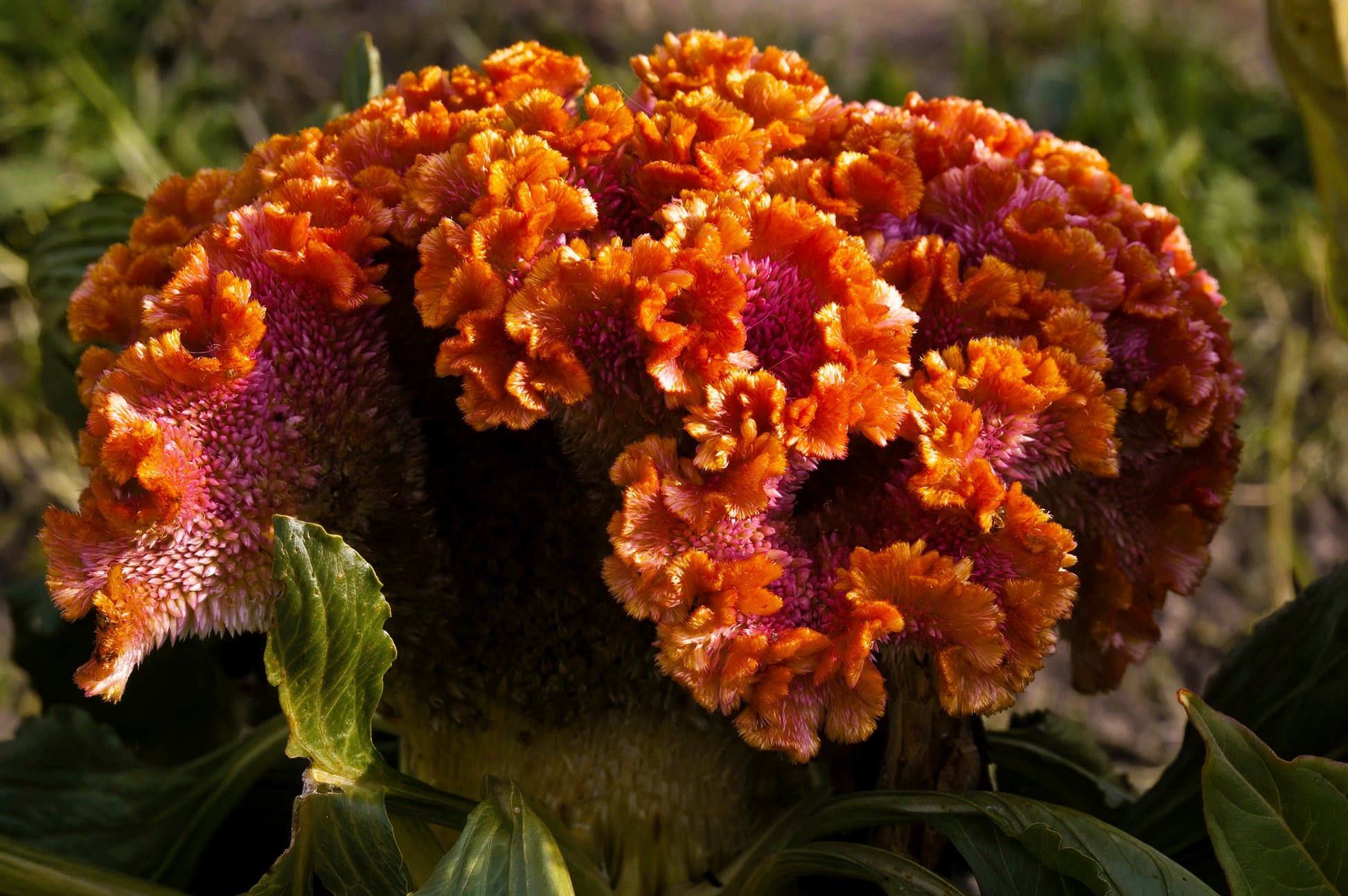 coral gardens mix cockscomb celosia flower jocad 100 seeds 100 CORAL GARDENS Mix CELOSIA Cockscomb Celosia Argentea Cristata Flower Seeds