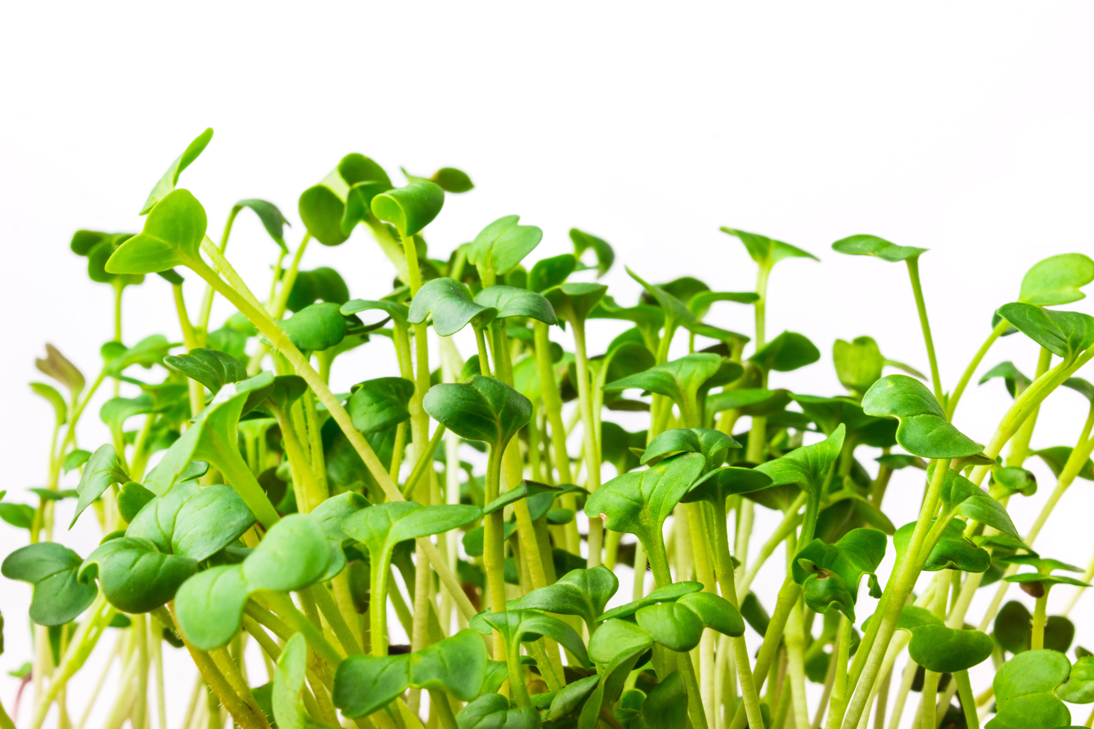 500 JAPANESE MINOWASE RADISH Huge Daikon White Raphanus Sativus