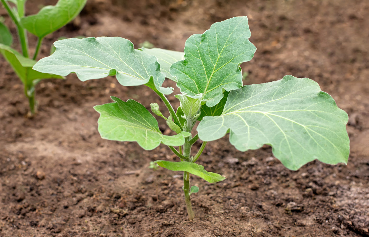 50 Green AO DAIMARU EGGPLANT Solanum Melongena Japanese Asian Aubergine Fruit Vegetable Seeds