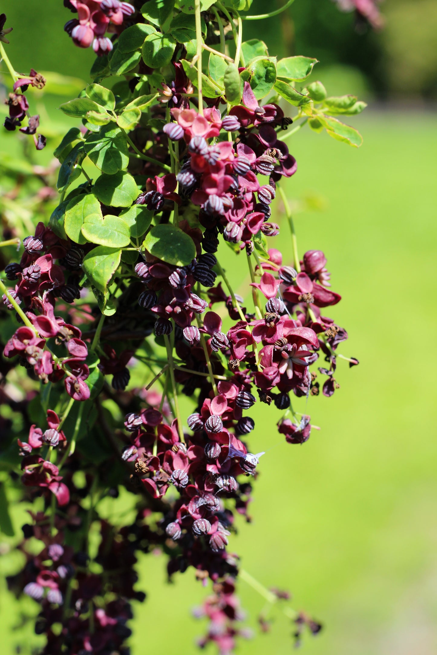 15 CHOCOLATE VINE Edible Fruit Akebia Trifoliata Flower Ornamental Climber Seeds
