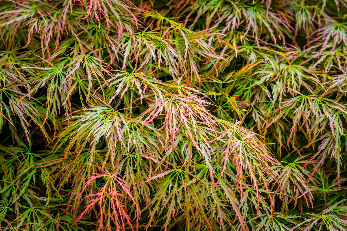 10 WEEPING LACELEAF MAPLE Japanese Acer Palmatum Dissectum Green Yello ...