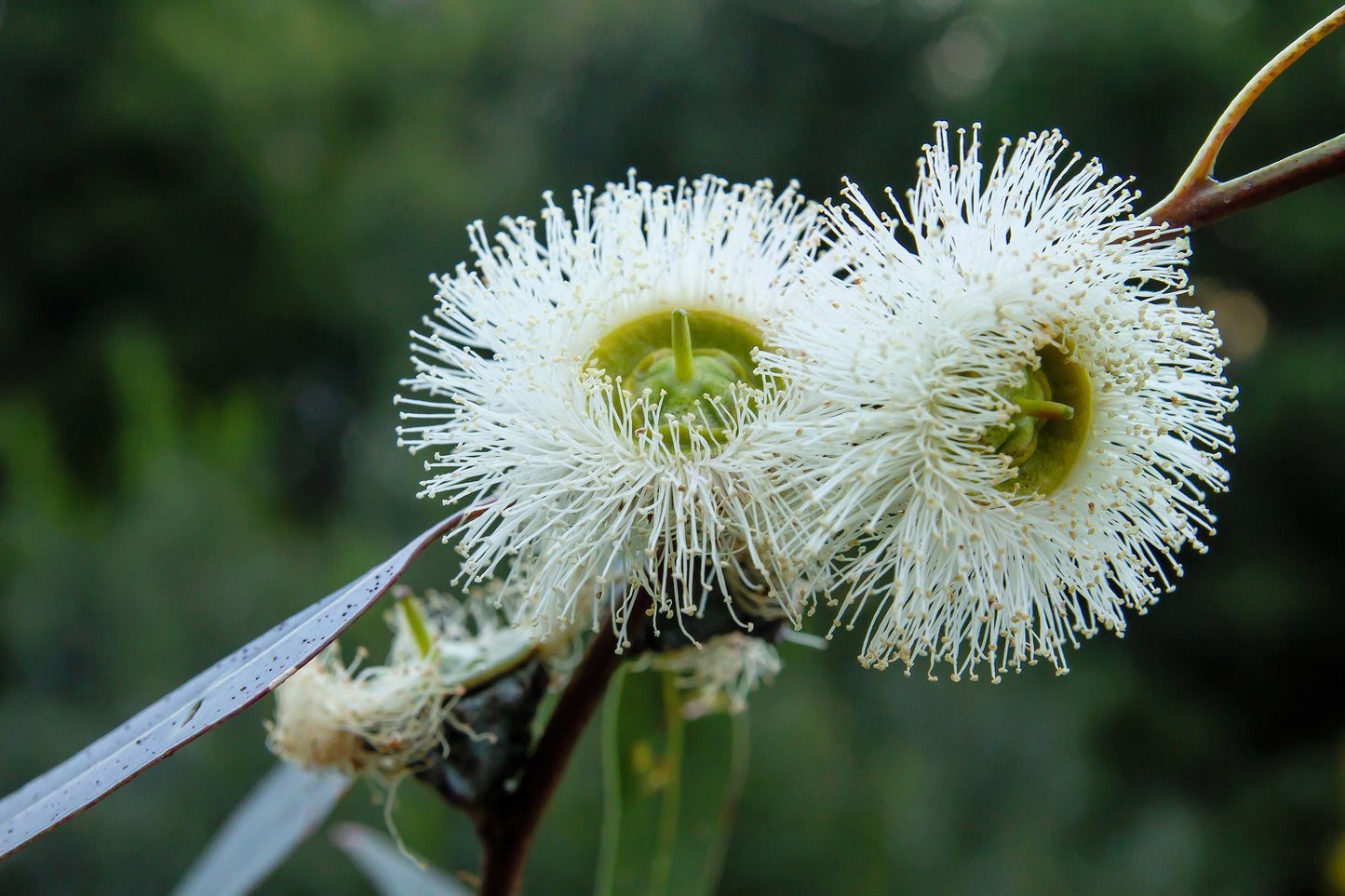 25 TASMANIAN Blue Gum TREE / EUCALYPTUS Globulus Flower Seeds