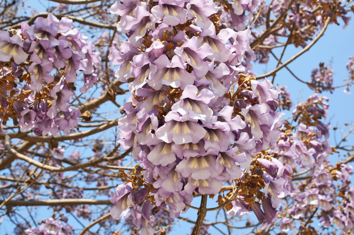 400 Royal PAULOWNIA EMPRESS TREE Tomentosa Flower Seeds