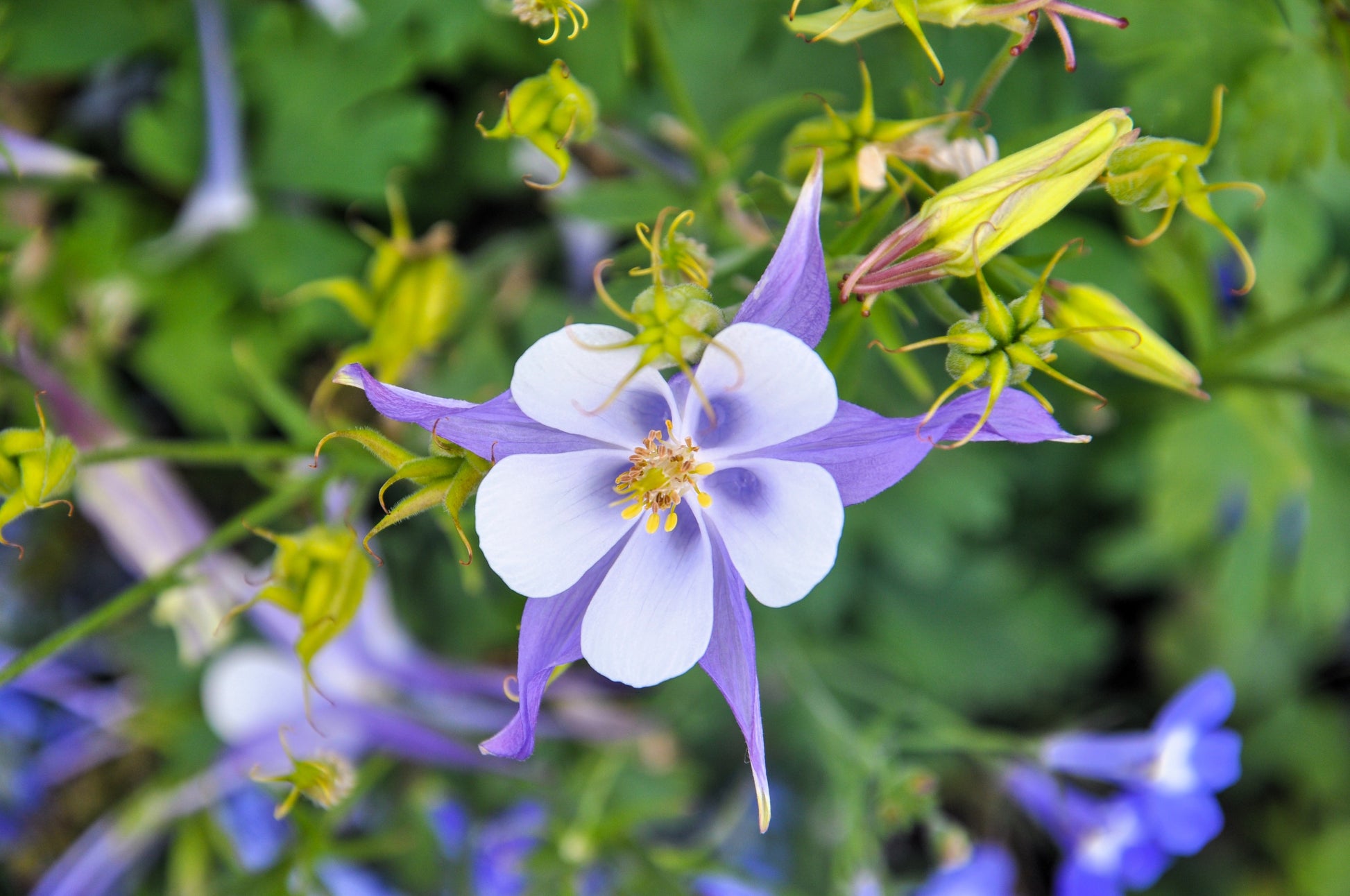 colorado columbine flower seeds 50 Blue ROCKY MOUNTAIN COLUMBINE Aquilegia Caerulea Flower Seeds