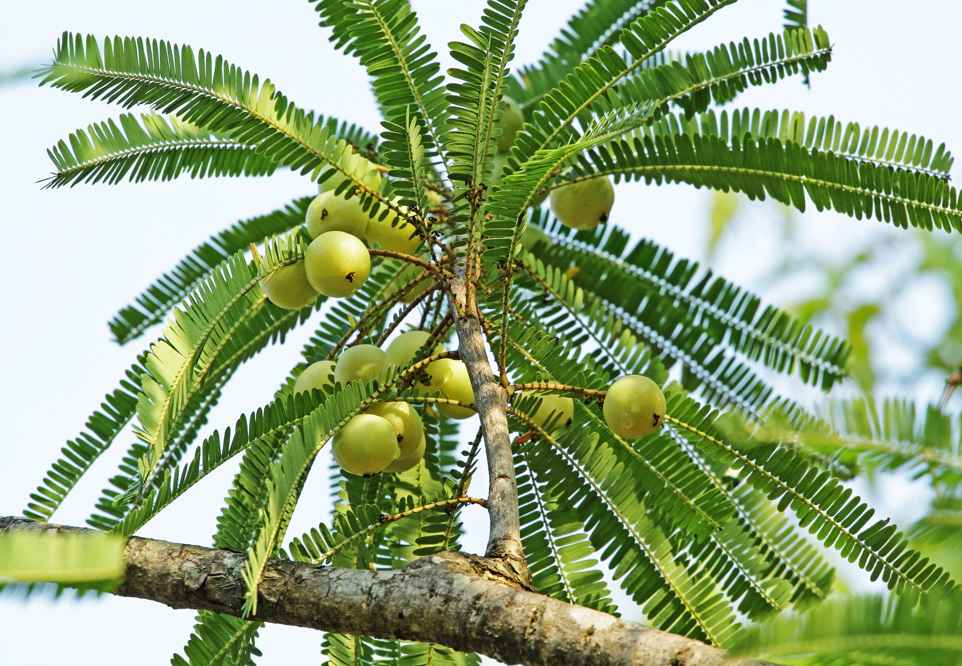 gooseberry plant from seed 10 INDIAN GOOSEBERRY Phyllanthus Emblica Emblic Edible Fruit Tree Seeds
