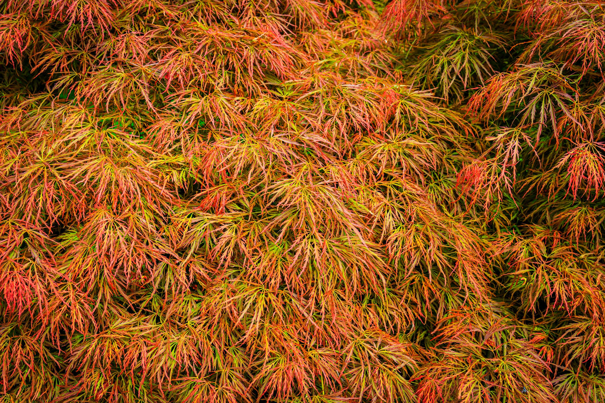 10 WEEPING LACELEAF MAPLE Japanese Acer Palmatum Dissectum Green Yello ...