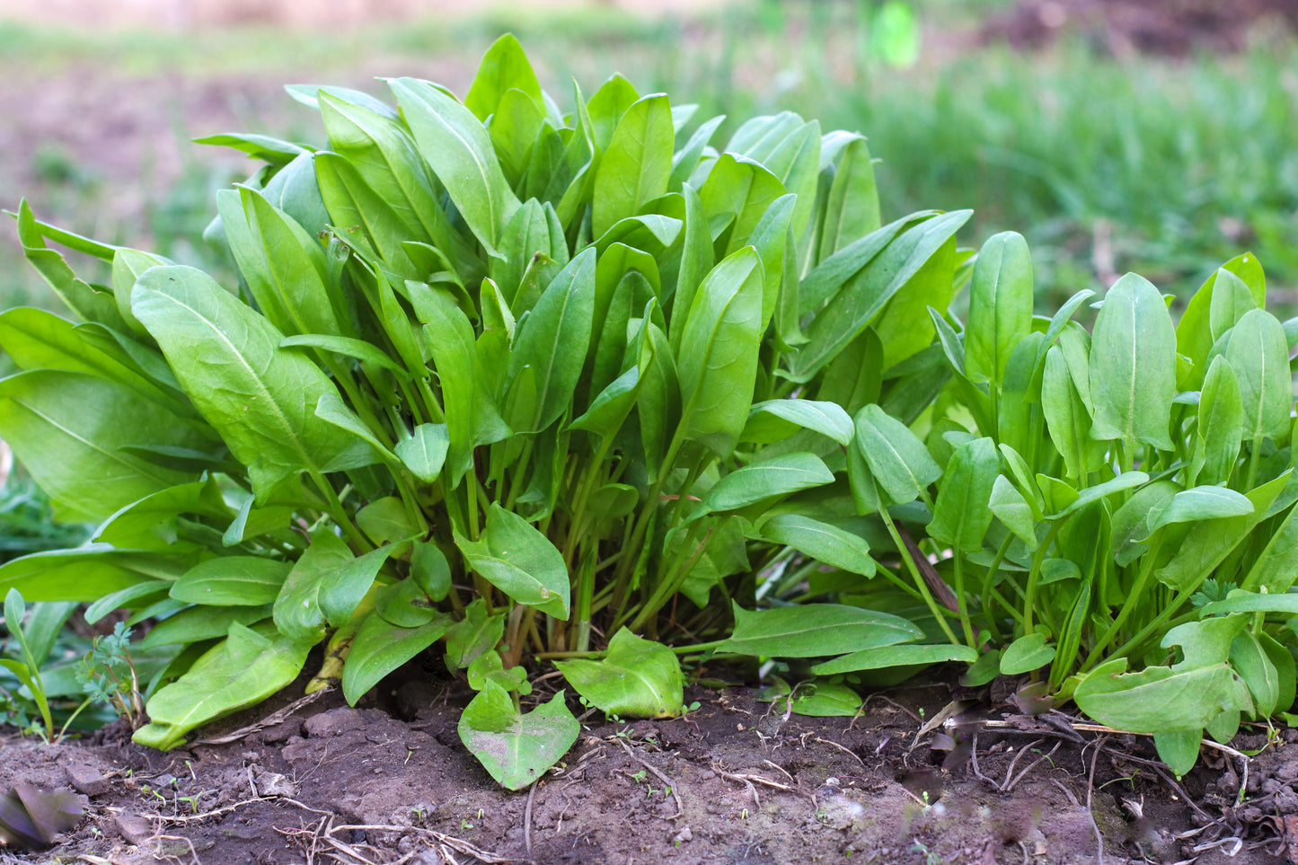 200 LARGE LEAF SORREL (Garden Sorrel / Spinach Dock / Redshank) Rumex Acetosa Vegetable Seeds