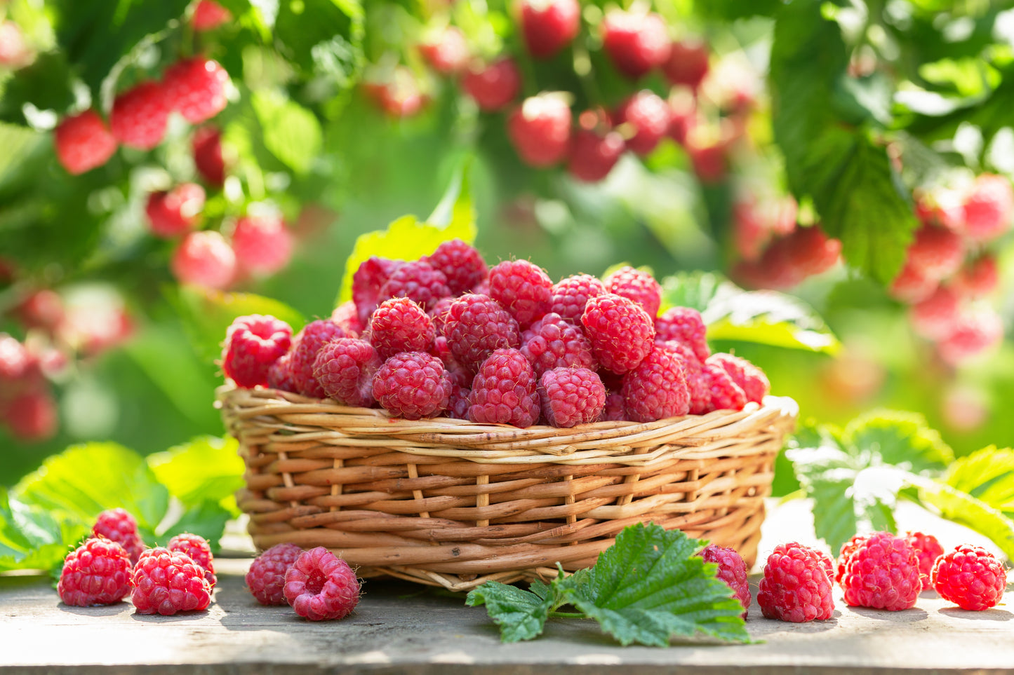 100 RED RASPBERRY Rubus Idaeus Fruit Bush Vine Seeds