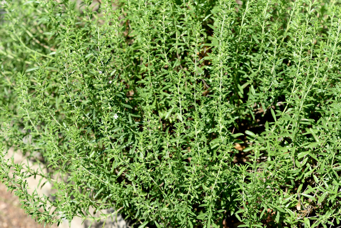 150 Creeping WINTER SAVORY Satureja Montana Herb Pink Flower Seeds