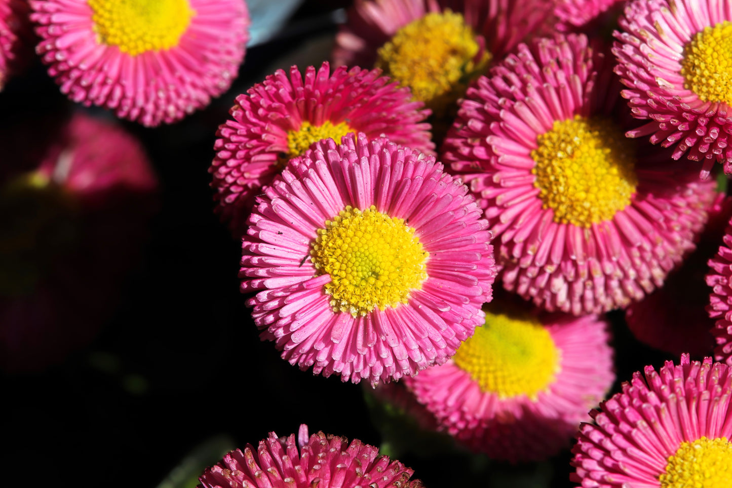 100 PINK ENGLISH DAISY Bellis Perennis Tasso Pink Double Flower Seeds