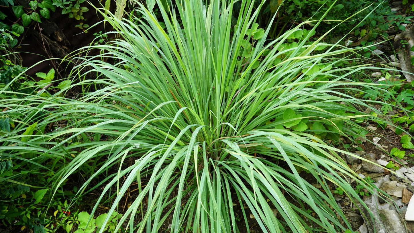 lemongrass plant seeds 100 LEMONGRASS East Indian Lemon Grass Fragrant Ornamental Edible Cymb – Seedville USA