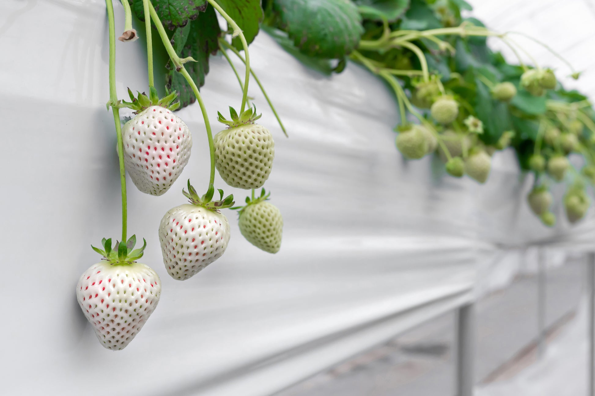 strawberry fields seeds 100 WHITE SOUL STRAWBERRY Fragaria Vesca Fruit Flower Berry Seeds – Seedville USA