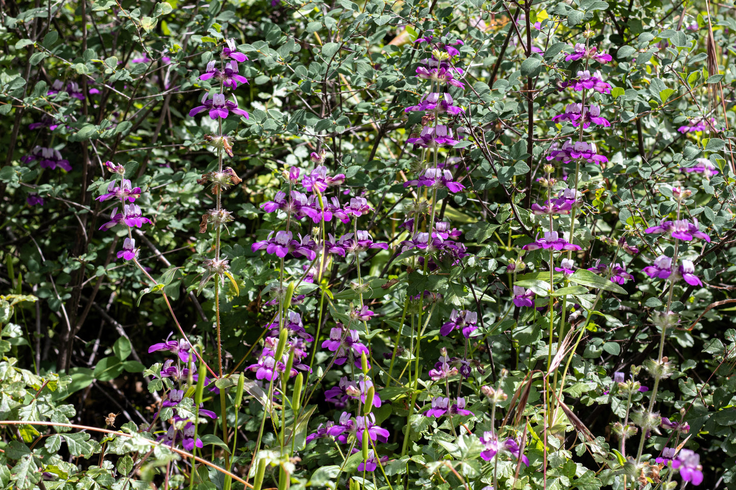 500 CHINESE HOUSES Pagodas Collinsia Heterophylla Flower Seeds