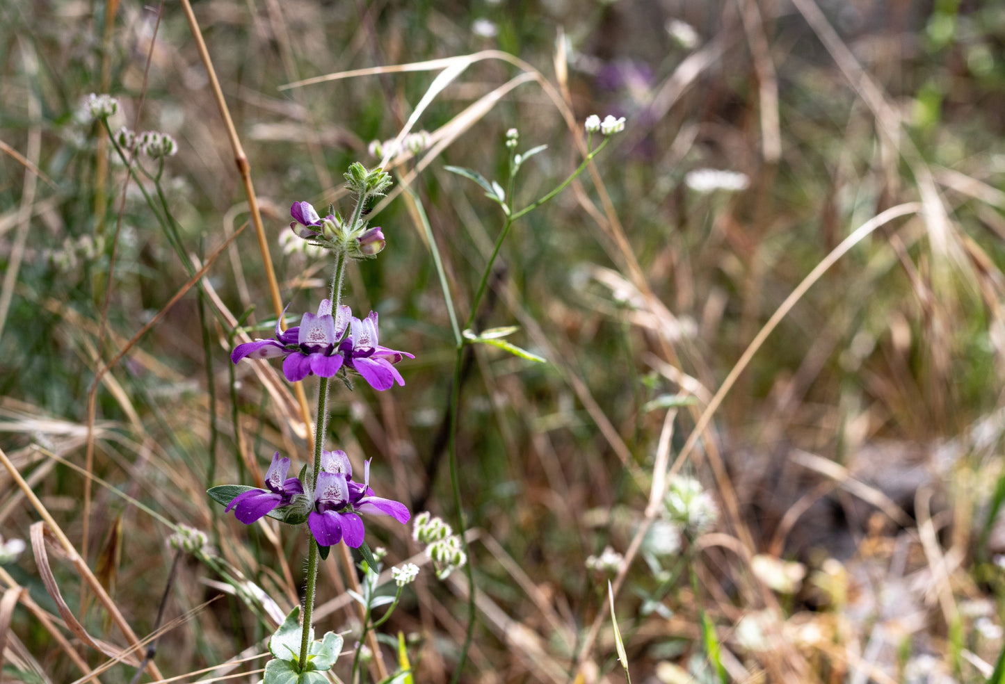 500 CHINESE HOUSES Pagodas Collinsia Heterophylla Flower Seeds