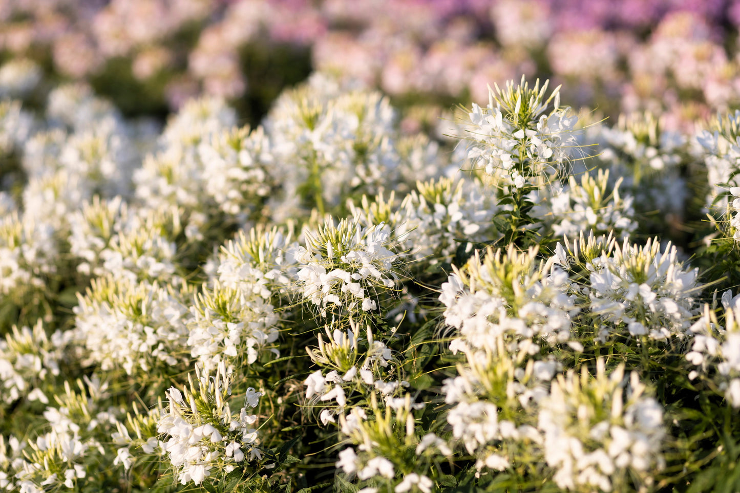 200 WHITE QUEEN CLEOME (Spider Flower) Cleome Hassleriana Cleome Spinosa Flower Seeds