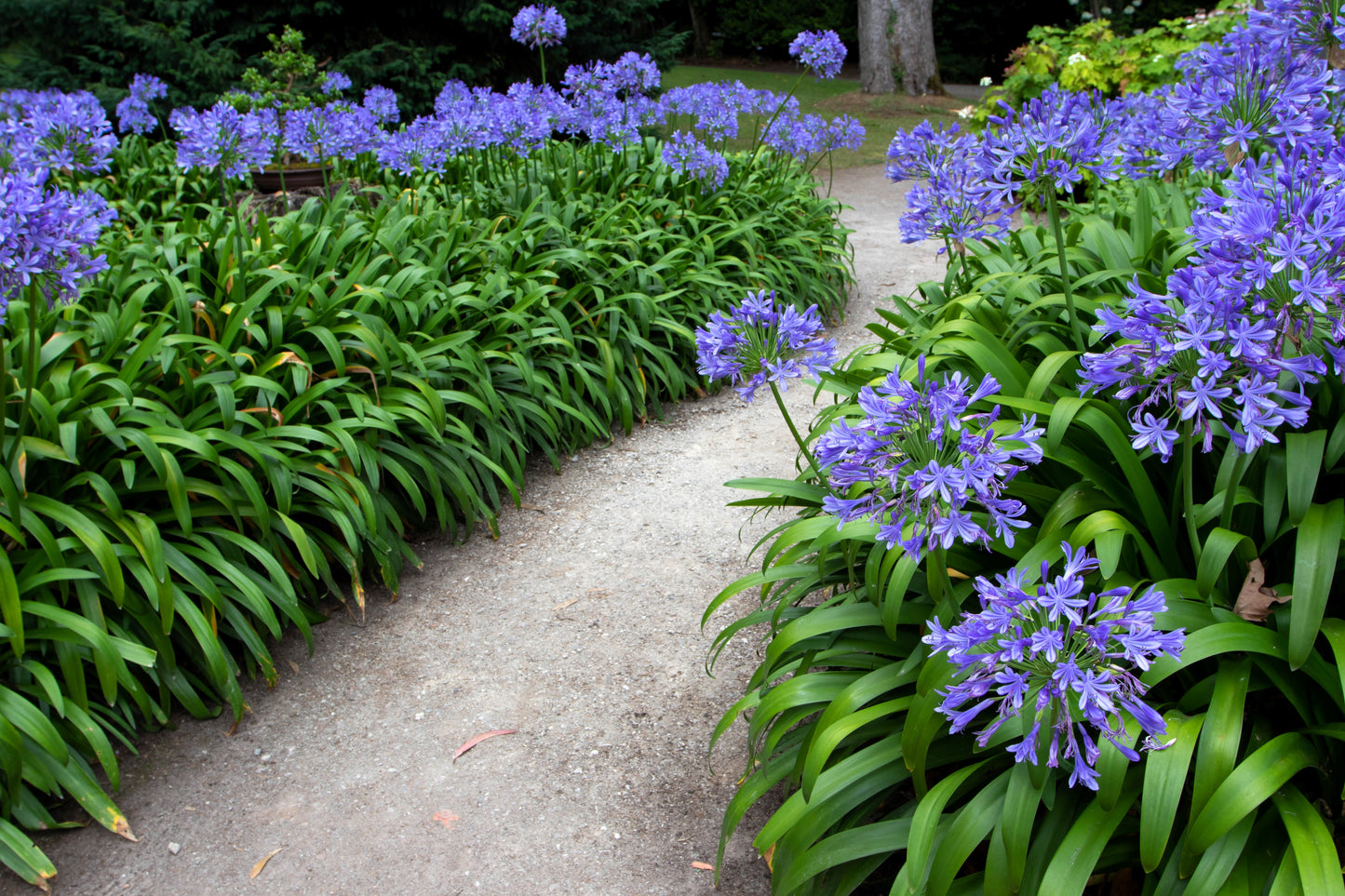 25 BLUE LILY of the NILE Agapanthus Orientalis African Lily Flower Seeds