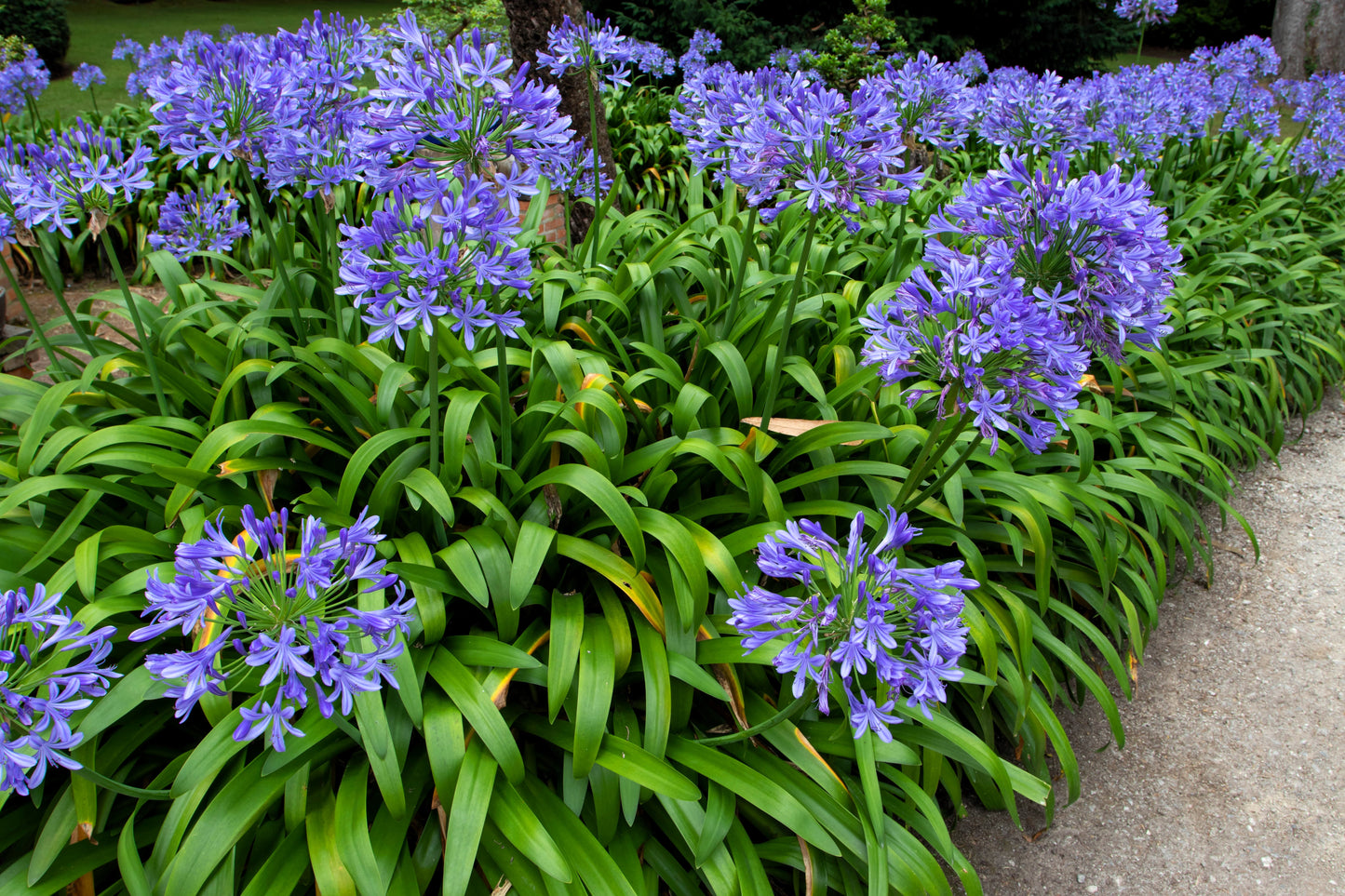 25 BLUE LILY of the NILE Agapanthus Orientalis African Lily Flower Seeds