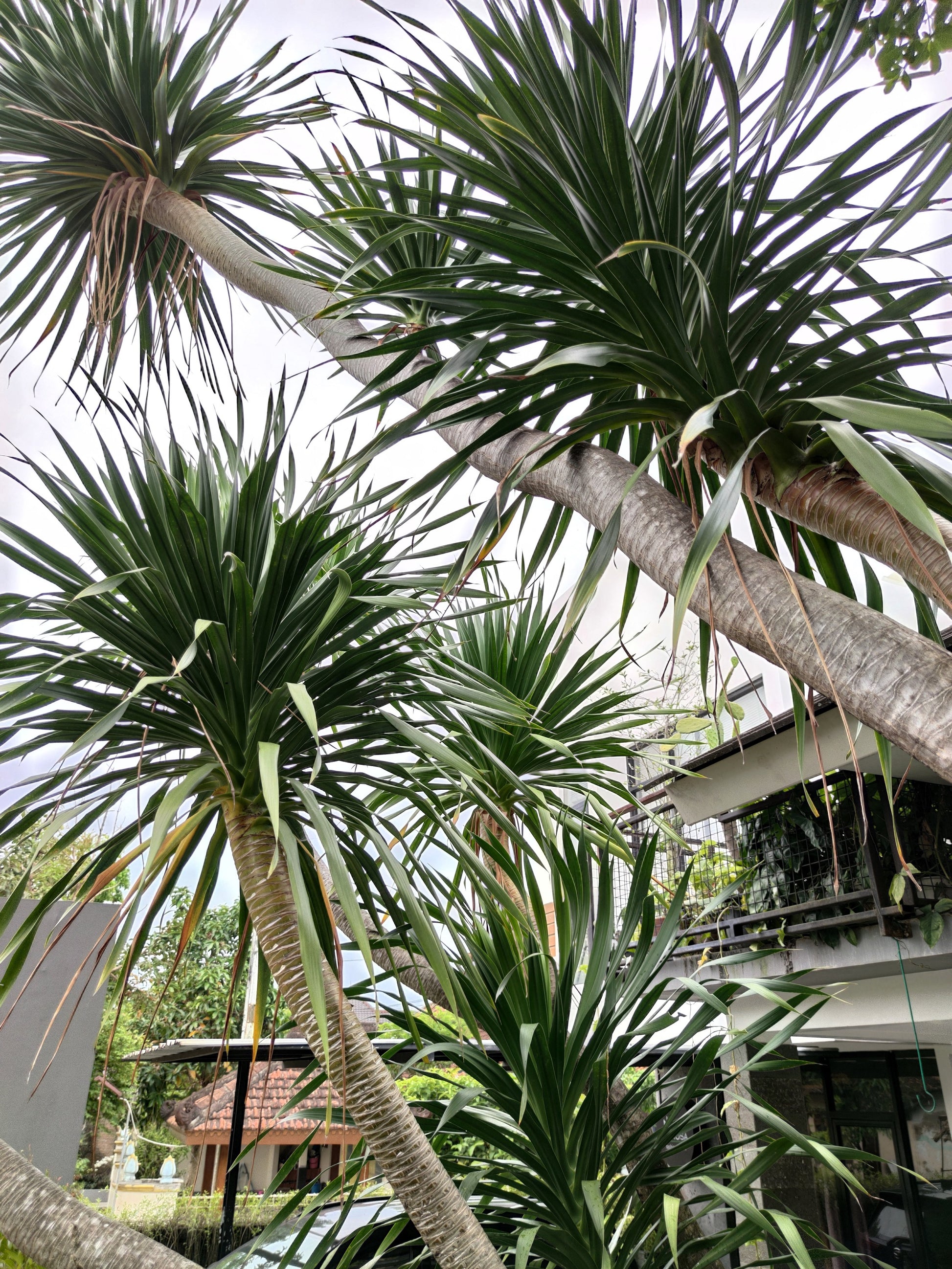 dracena palm plant 50 CABBAGE PALM / GIANT DRACAENA Australis Cordyline Tree Houseplant S – Seedville USA