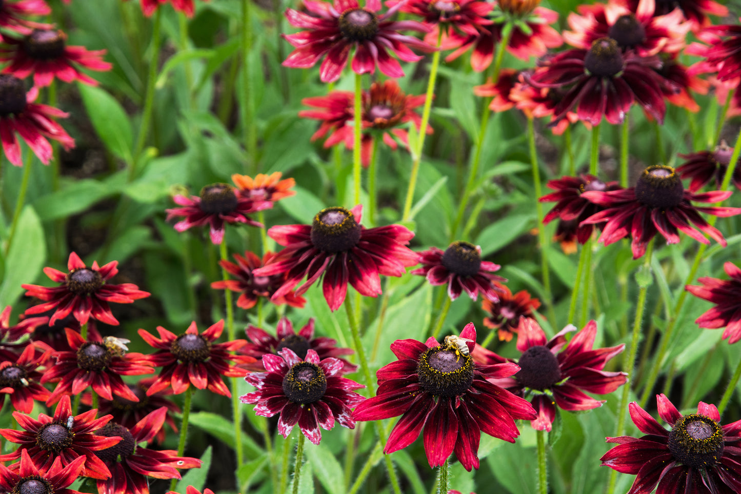 20 CHERRY BRANDY RUDBECKIA Hirta Bicolor Red Black Eyed Susan Flower Seeds