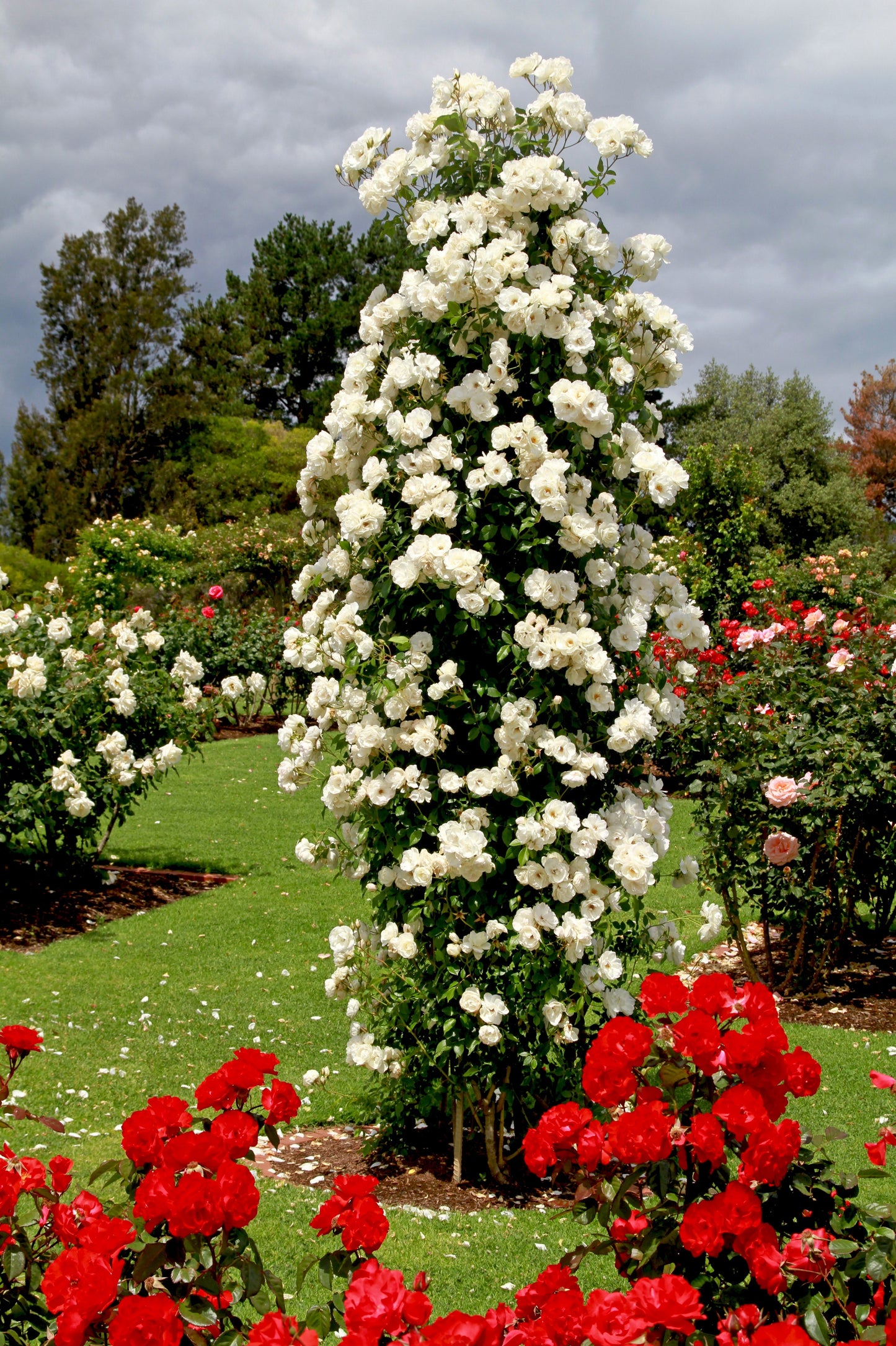 climbing rose plant seeds 5 WHITE CLIMBING ROSE Rosa Bush Vine Climber Fragrant Butterfly Flower – Seedville USA