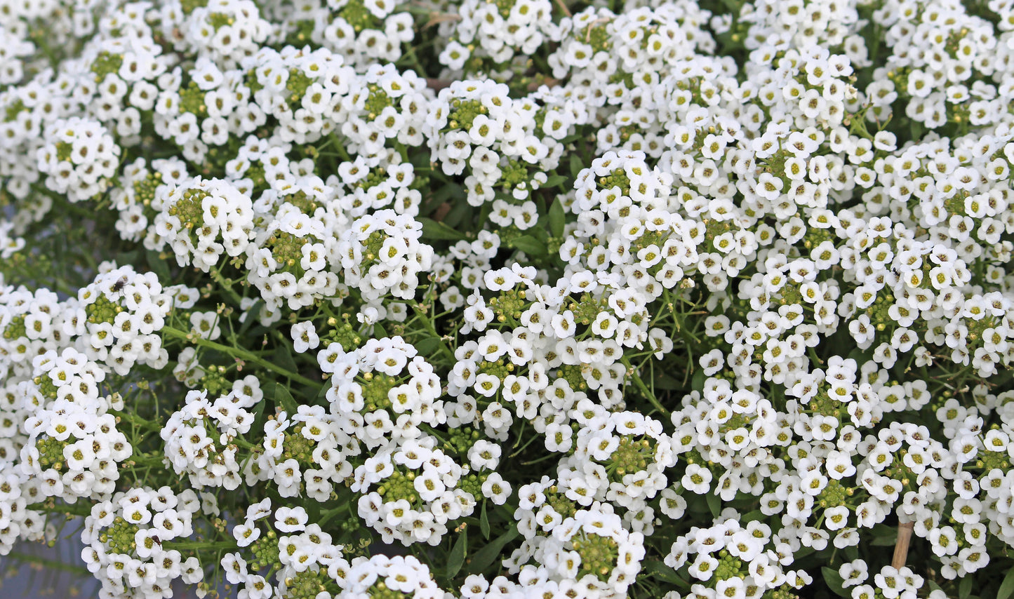 1000 WHITE SWEET ALYSSUM Carpet Of Snow Lobularia Maritima Flower Seeds