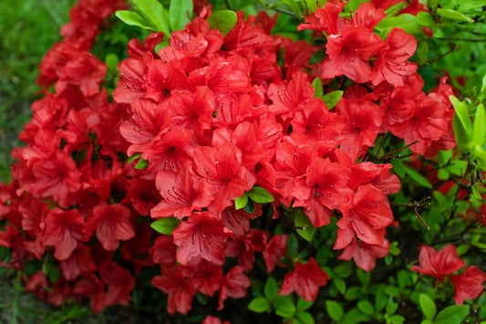 10 RED CUMBERLAND AZALEA Rhododendron Cumberlandense Bush Shrub Flower Seeds