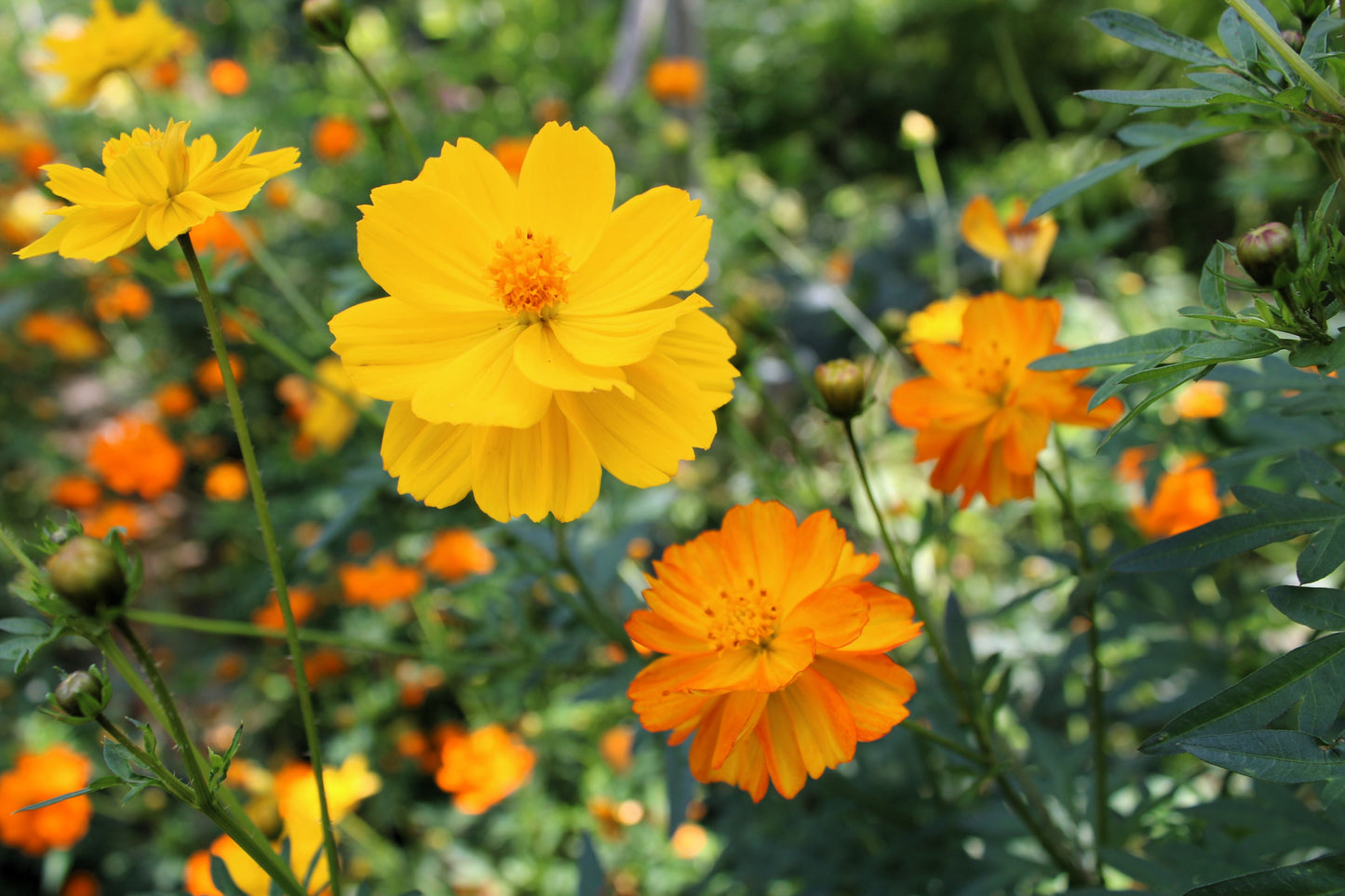 300 BRIGHT LIGHTS COSMOS Mix Mixed Colors Red Orange Yel Bipinnatus Flower Seeds