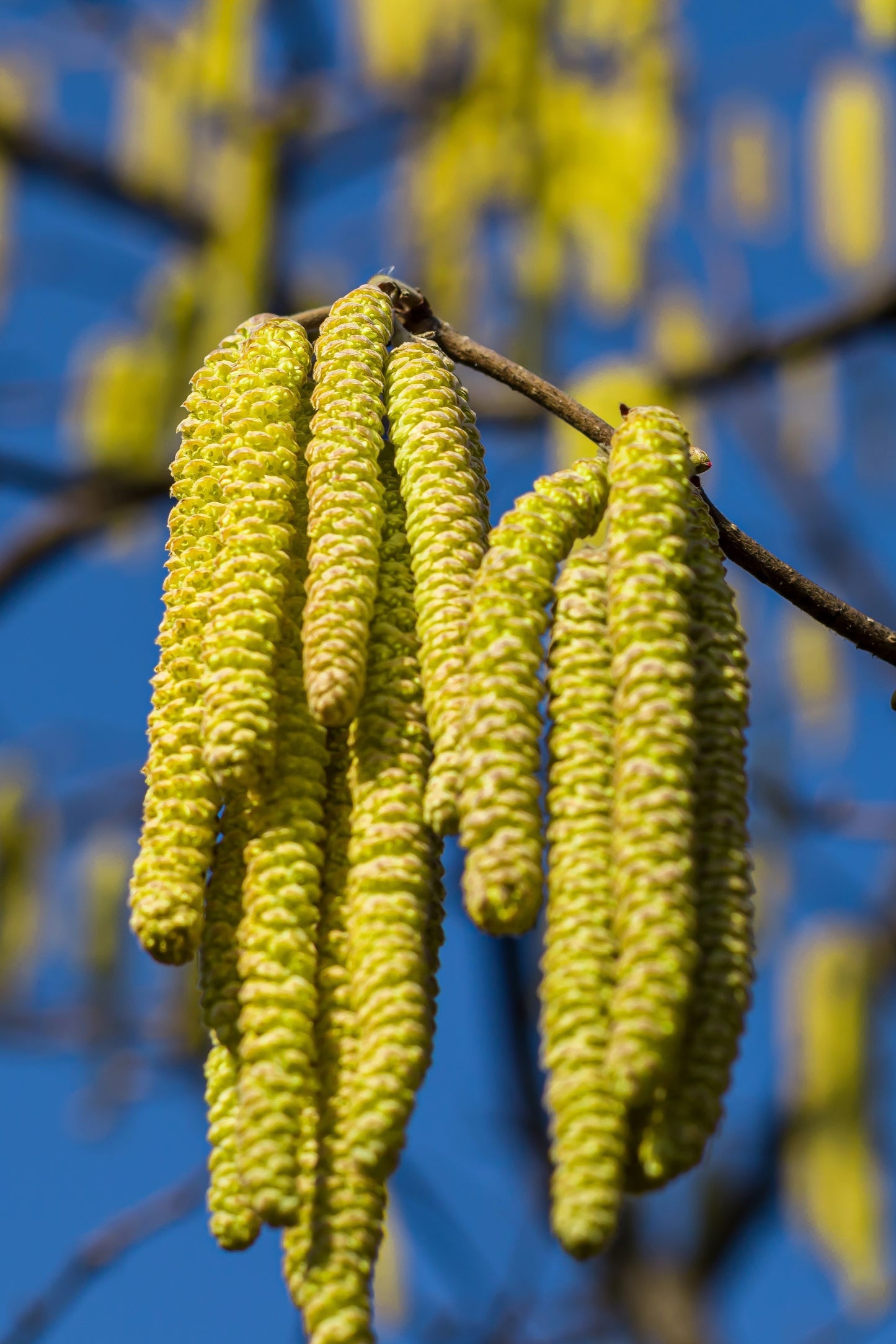 5 EUROPEAN HAZELNUT TREE aka Common Filbert Corylus Avellana Fruit Nut Seeds