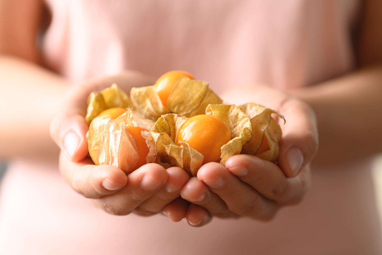 50 PINEAPPLE TOMATILLO Yellow Ground Cherry Physalis Ixocarpa Fruit Vine Seeds