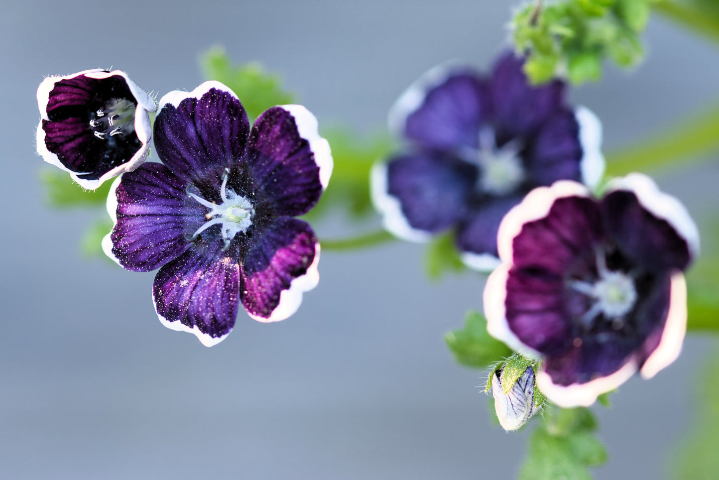 50 PENNIE BLACK - NEMOPHILA Discoidalis Penny White Flower Seeds