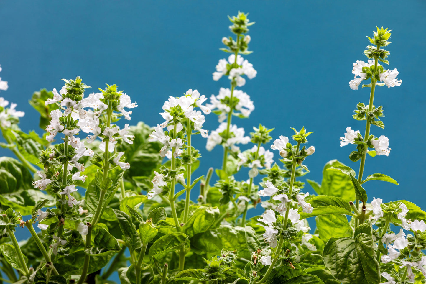 basil seeds flower 1500 SWEET BASIL Ocimum Basilicum Herb White Flower Seeds – Seedville USA