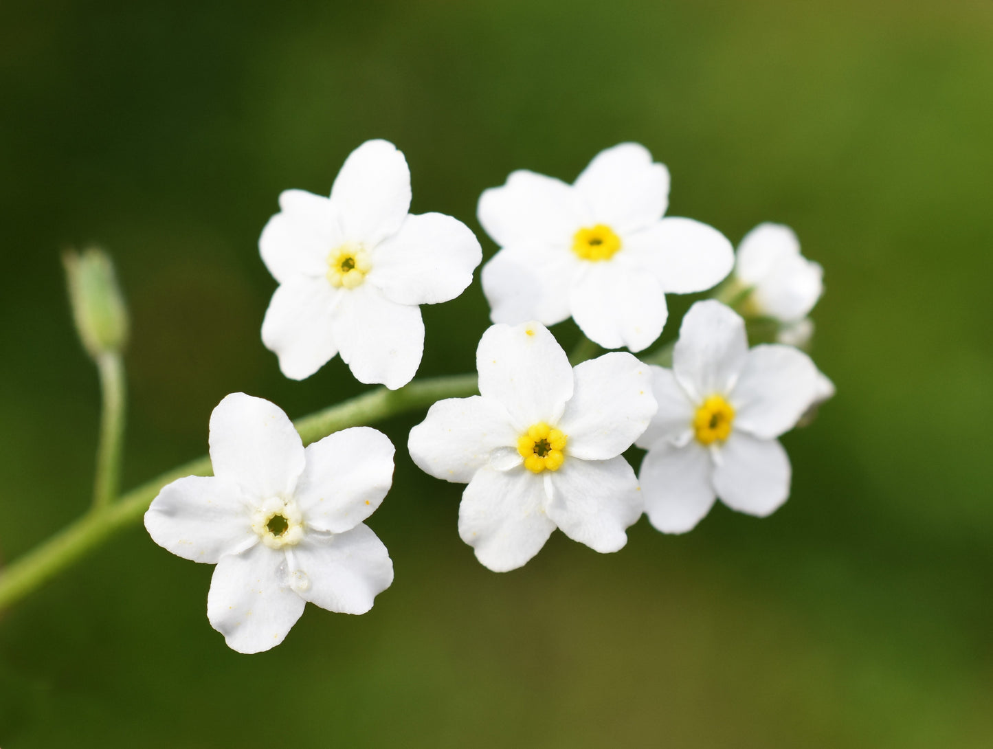 100 Victoria WHITE FORGET Me NOT Myosotis Alpestris Shade or Sun Flower Seeds